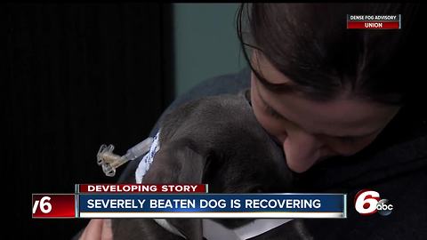 4-month-old puppy suffers fractured skull, several broken bones