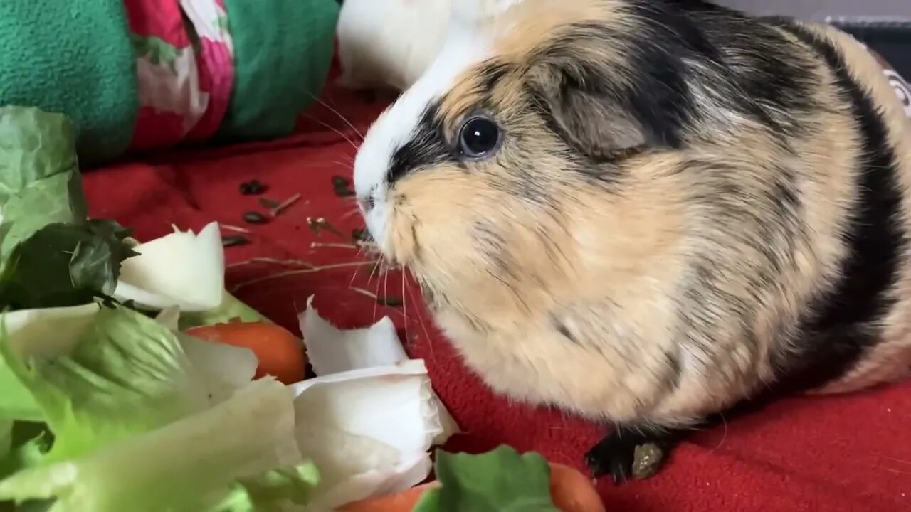 My Guinea pigs lazy afternoon filled with eating