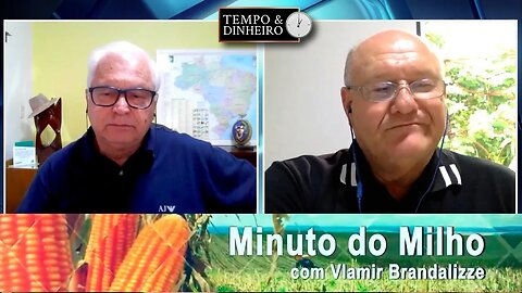 Milho pressionado pela colheita