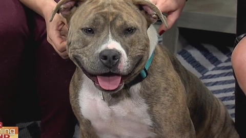 Pet Resource Center