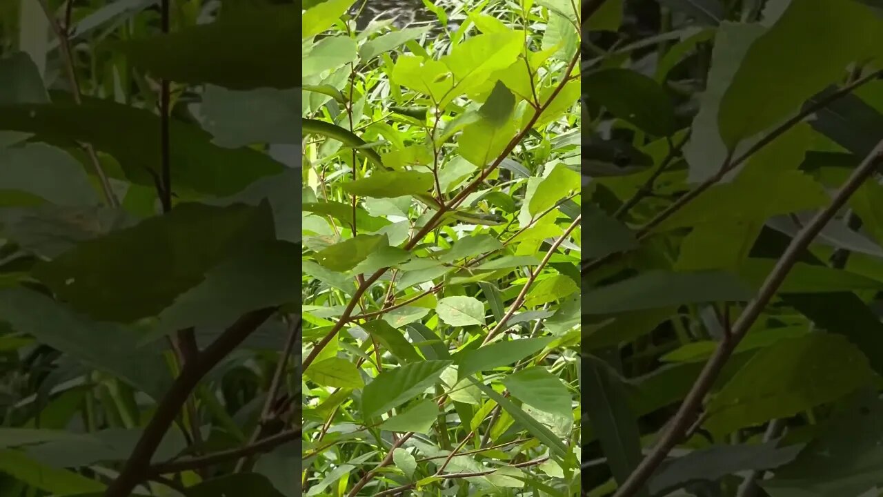 Rough green or smooth green #snake hanging out while we fished. #nature