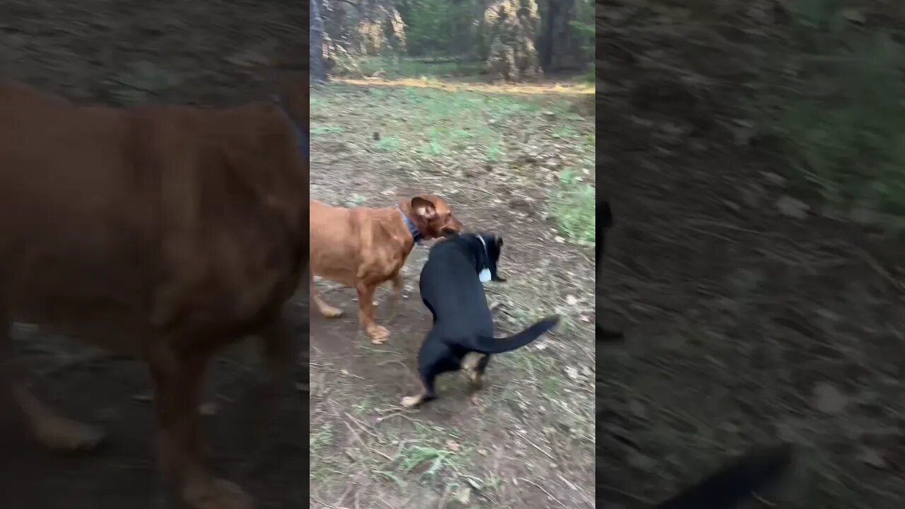 Doggy play time in full swing for the holiday weekend! #foxredlab #labrador #dog #pnw