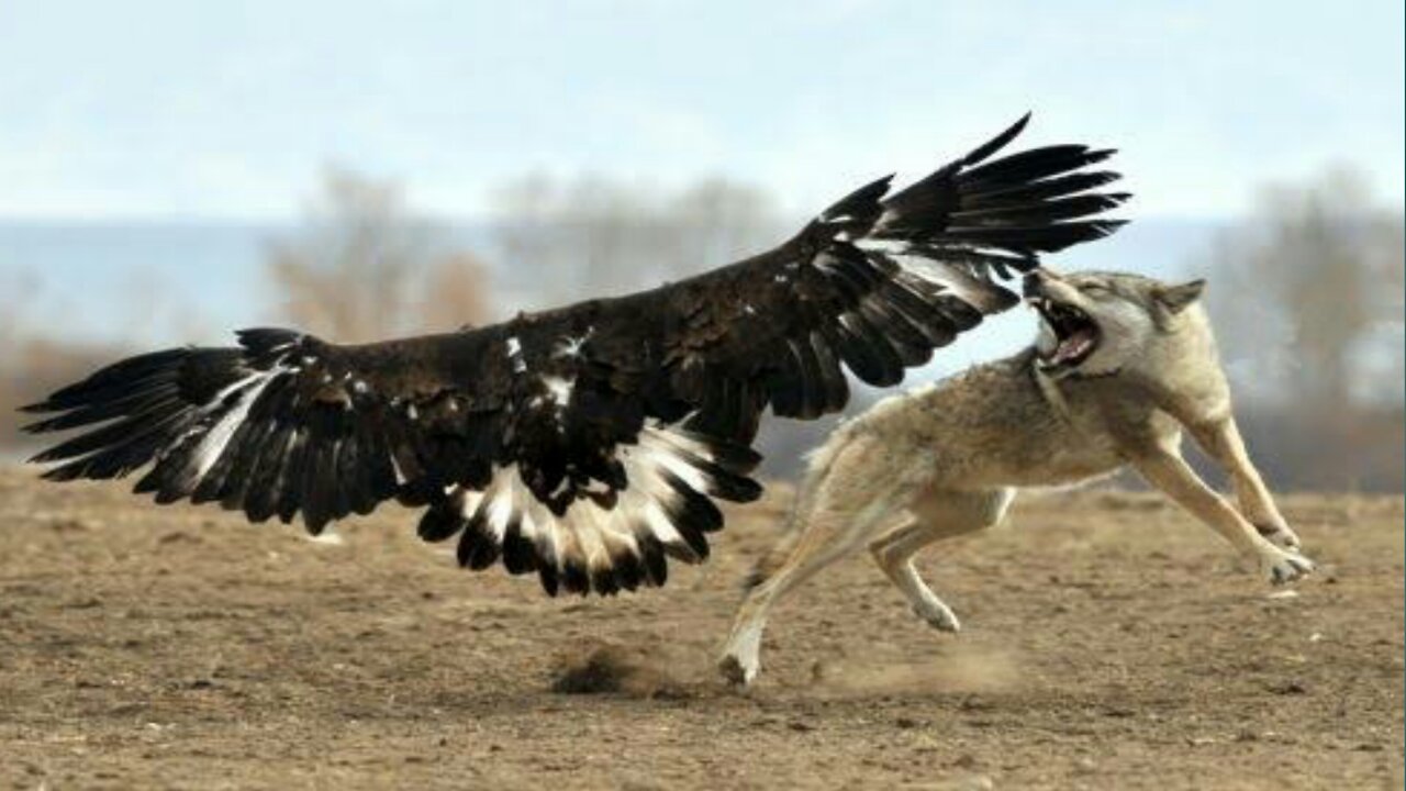 Eagles hunting wolf