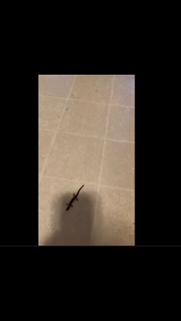 Look what got into our kitchen