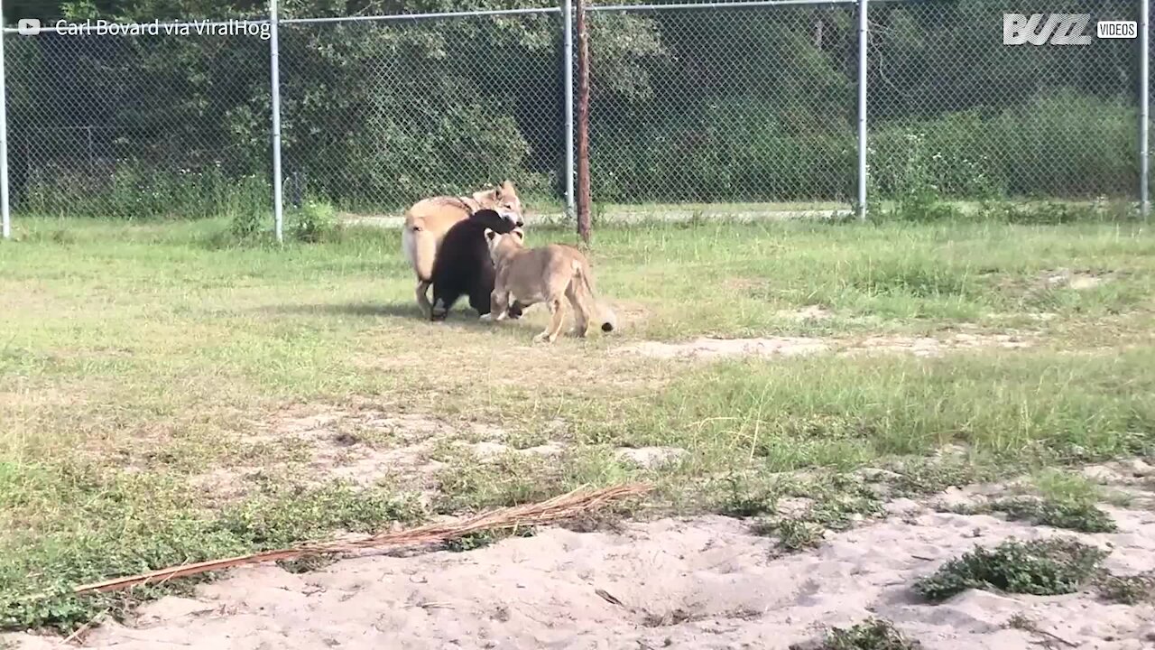 Un ours, un lion et un loup s'amusent ensemble