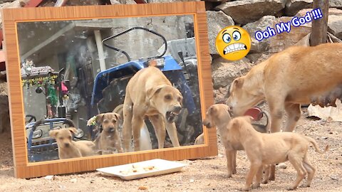 Dogs mirror prank funny 🤣