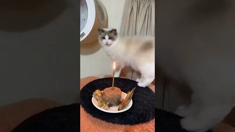 🍔🎂Cat birthday celebration #trending #viral #ytshorts #shorts #PetpupFun