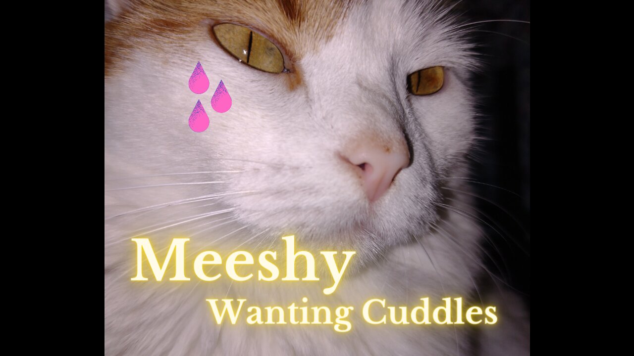 😍 Meeshy Wanting Cuddles 😍 Cutest Critters 😍