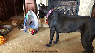 Cat Teases Pouncing and Bouncing Great Danes