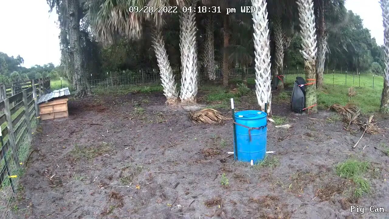 Ride out Hurricane Ian with the Pigs till the camera quit #pigs #hurricane #pig #piglets #hog