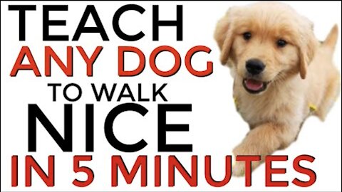 Teach ANY dog to walk on a leash | Training results in 5 MINUTES!