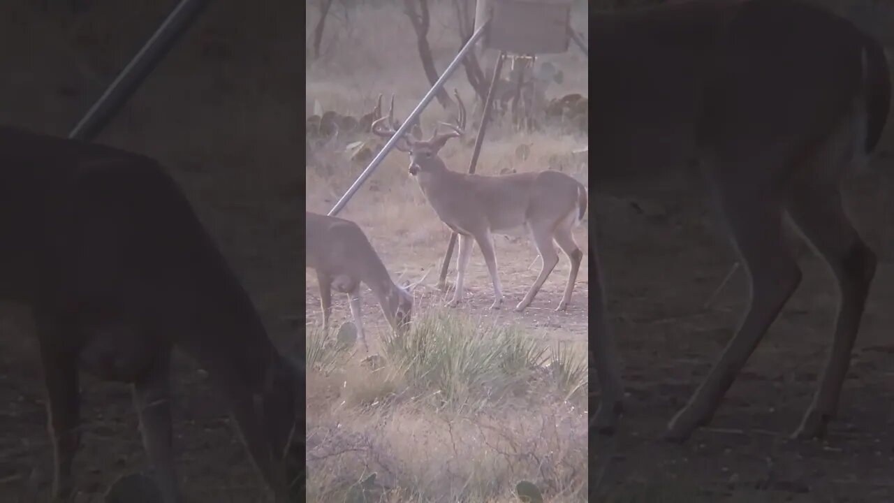 The buck, I see after I filled my last buck tag, WHY!!!