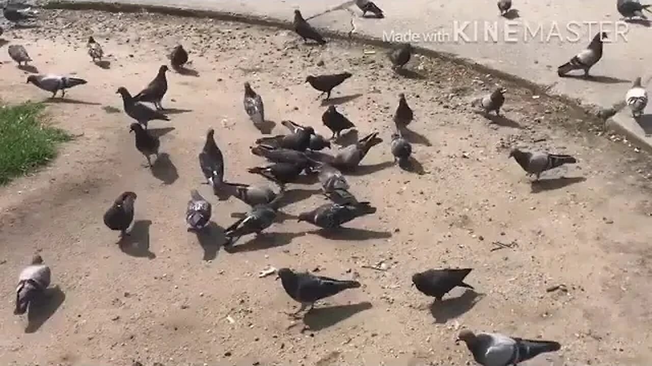 Feeding a $100 golden crusted corndog to pigeons