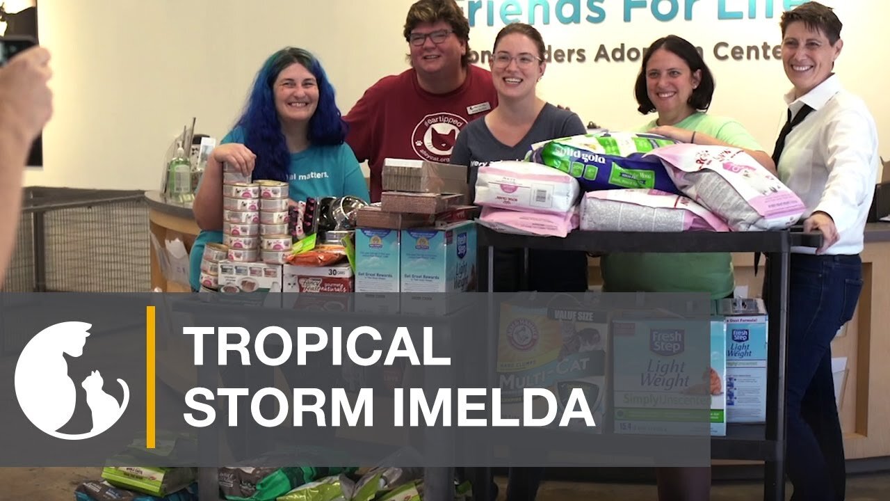 Helping Cats After Tropical Storm Imelda