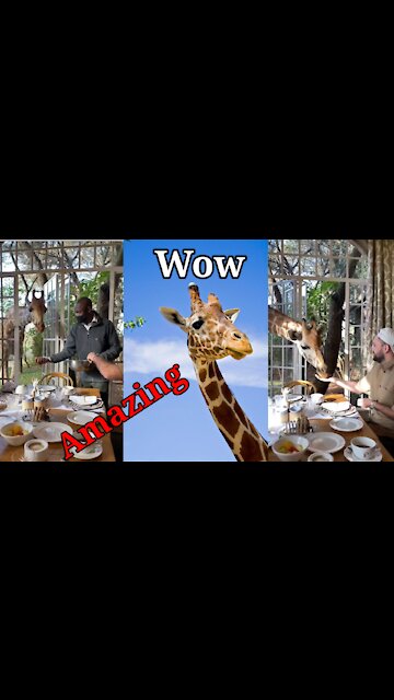 Wow Amazing Trained Giraffes|Beautiful Giraffes Video|Giraffes Training#Shorts