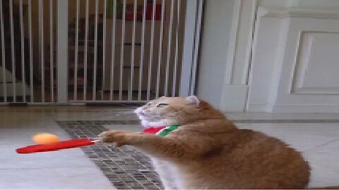 Play ping-pong. #exlittlebeans #funnyvideo #funnycats