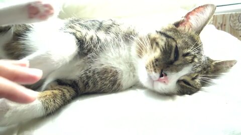 Cute Kitten Stretches His Toe Beans