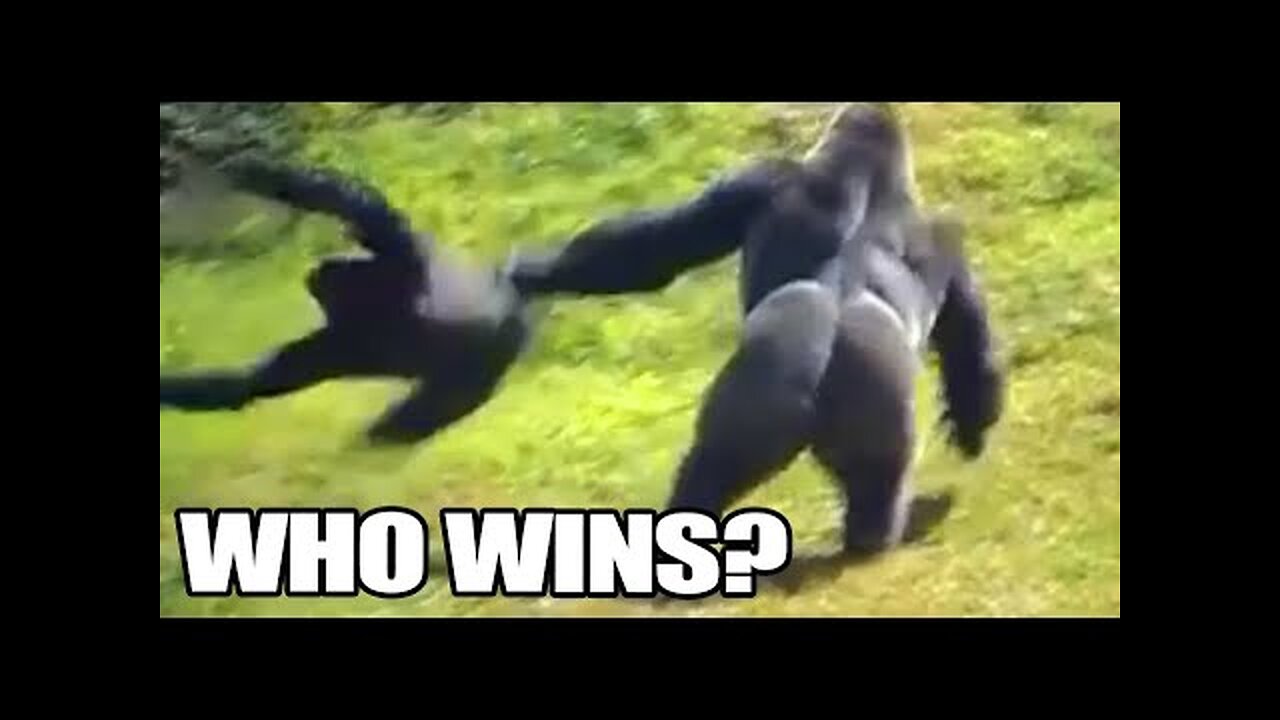 Gorilla vs Chimp, Who Wins? Silverback Gorilla vs Chimpanzee