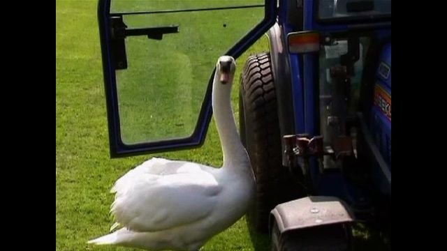 Swan Falls In Love With Tractor