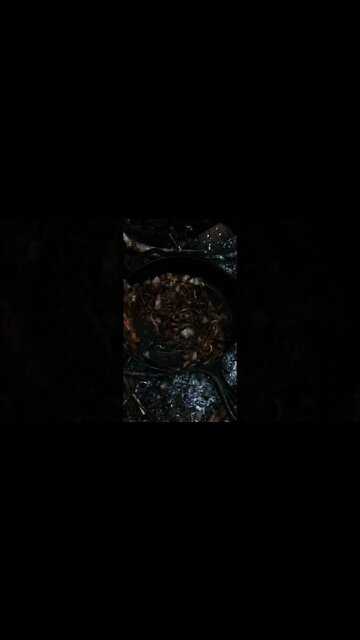 Wild Mushroom Pulled Pork. Foraging and Cooking Black Staining Polypore. Vegan / Vegetarian #shorts