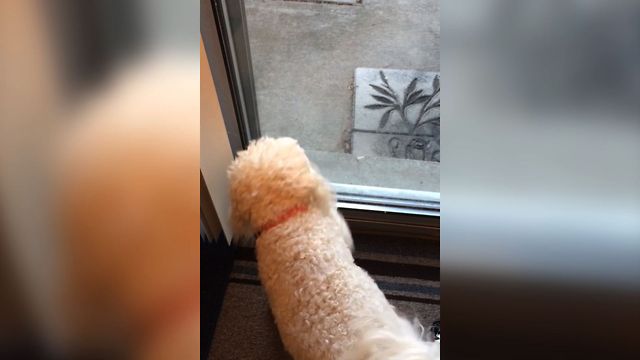 Dog Can't Figure Out Glass Door