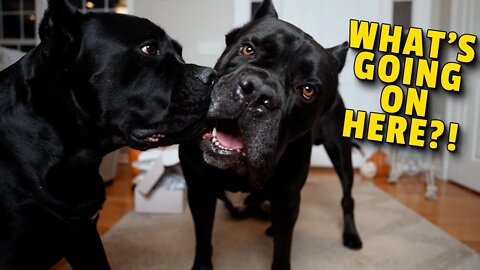 GIANT Dogs Sabotage Video