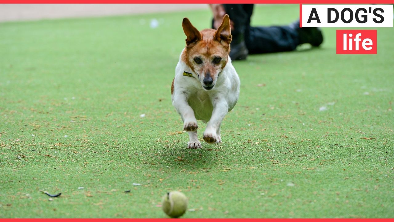 Appeal launched to find home for oldest dog in UK