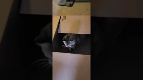 no #cats were harmed in the making of this video