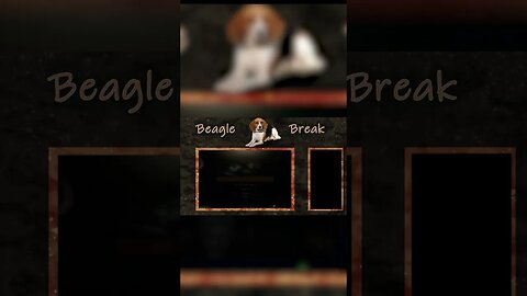 Beagle Break 1