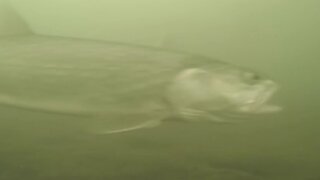 Ice Fishing 210220 - Underwater camera and trout bahavior