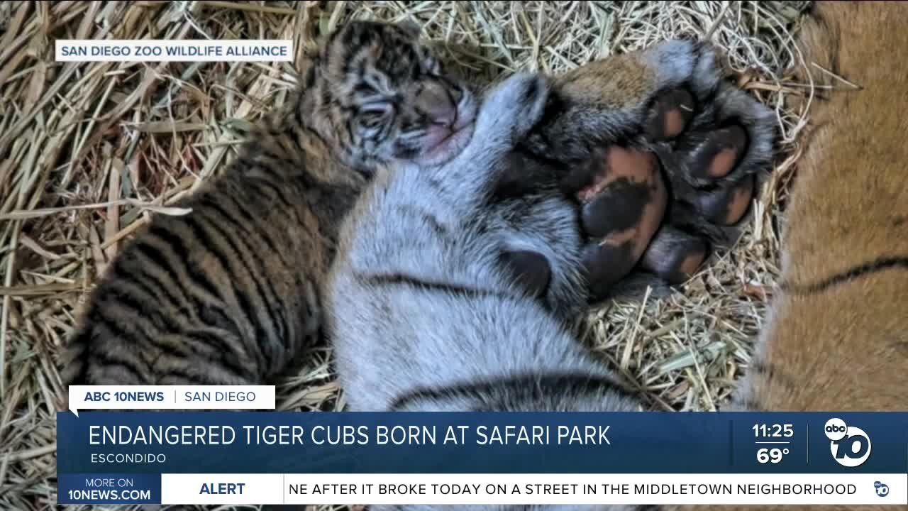 Safari Park welcomes 2 Sumatran tiger cubs in time for World Tiger Day