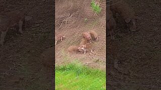 Piglets Foraging @UncleTimsFarm #kärnəvór #carnivore #shorts #hereford #freerangepigs