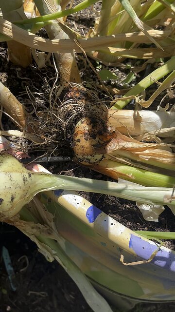 Harvesting my onions