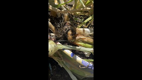 Harvesting my onions