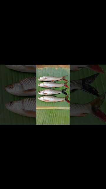 wow😍@BENGALCOOKING #shorts #youtubeshorts #viral #viralshorts #trending #trendingshorts #short #food