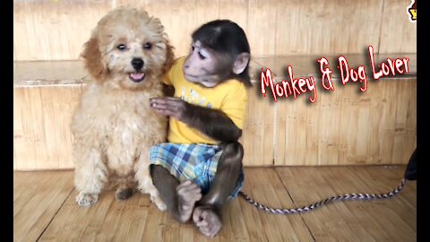 Everyone is amazed to see a pair of dogs and Monkeys ... 2021