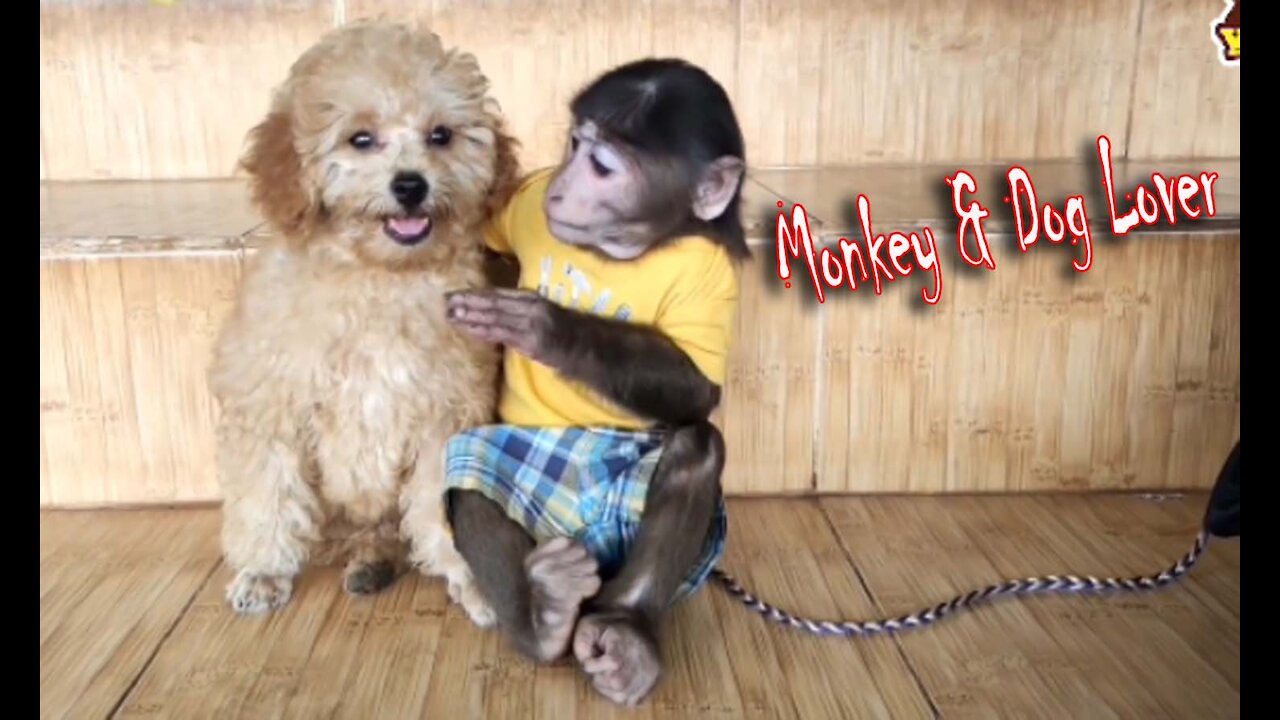 Everyone is amazed to see a pair of dogs and Monkeys ... 2021