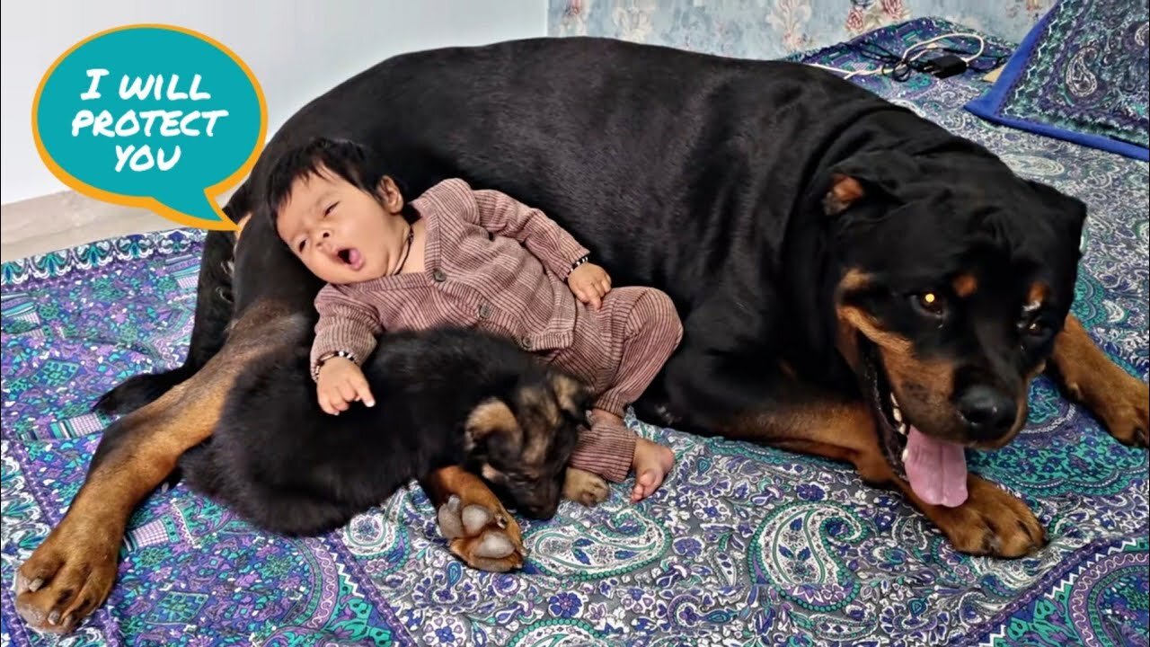 dog protecting baby | cute dog videos | funny dog videos |