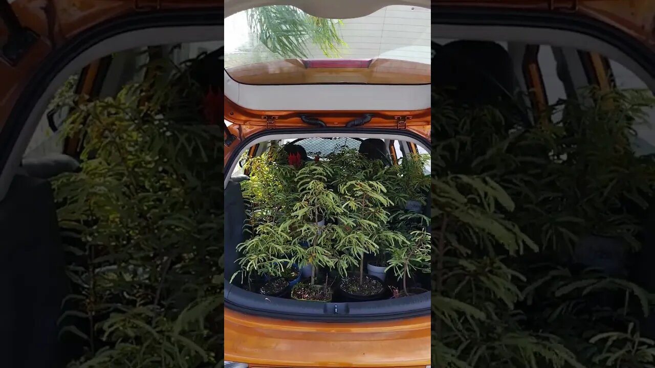 My car packed full of Tamarind Bonsai to be moved to their new home.