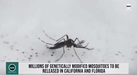 Millions of Genetically Modified Mosquitoes?