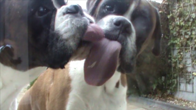 Boxer duo are window cleaning experts