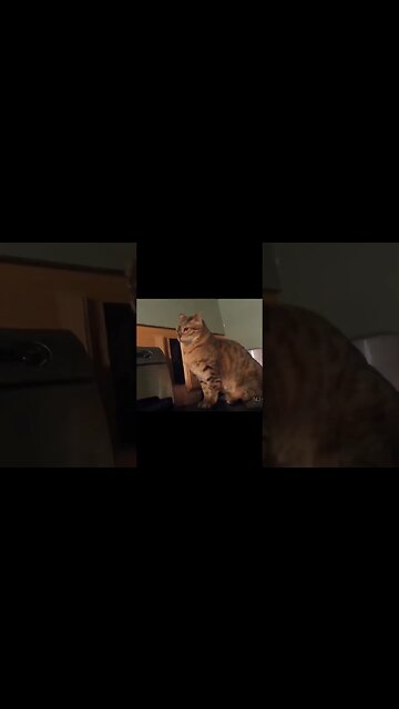 Cats are Crazy Mean Aliens! 😂#catsarefunny