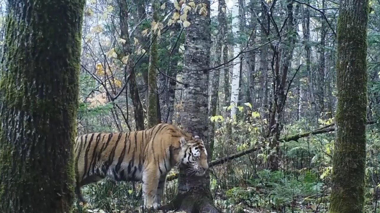 Wild Siberian Tiger in Russian Far East