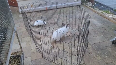 Popcorn jumps: Californian and Mini Rex rabbits