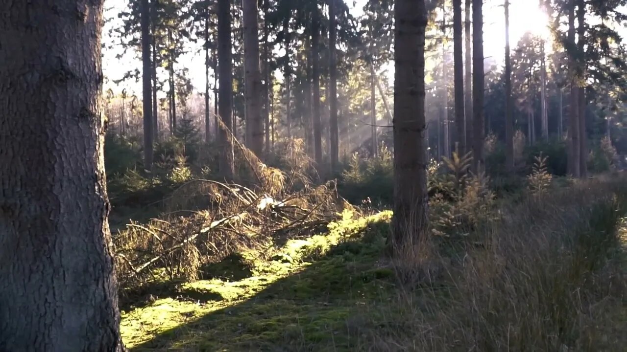 Relaxing Nature Sounds Birds Singing In The Morning Forest