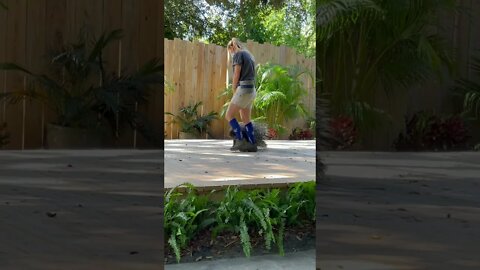 Porcupine performing tricks at ZooTampa