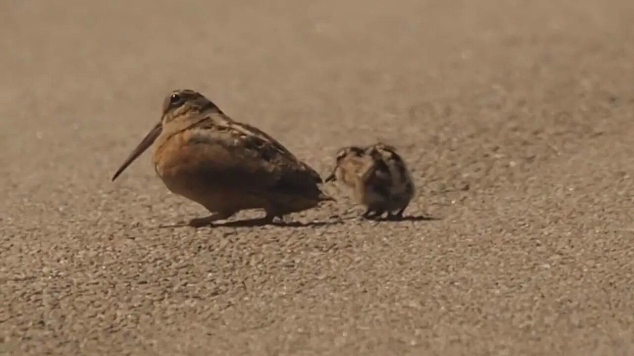 Reggae dancing Woodcock