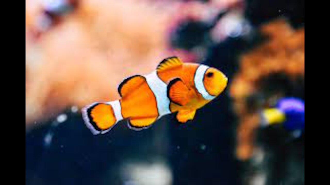 Most Beautiful Fishes Around The World | Cute Animals Video | Fish Video