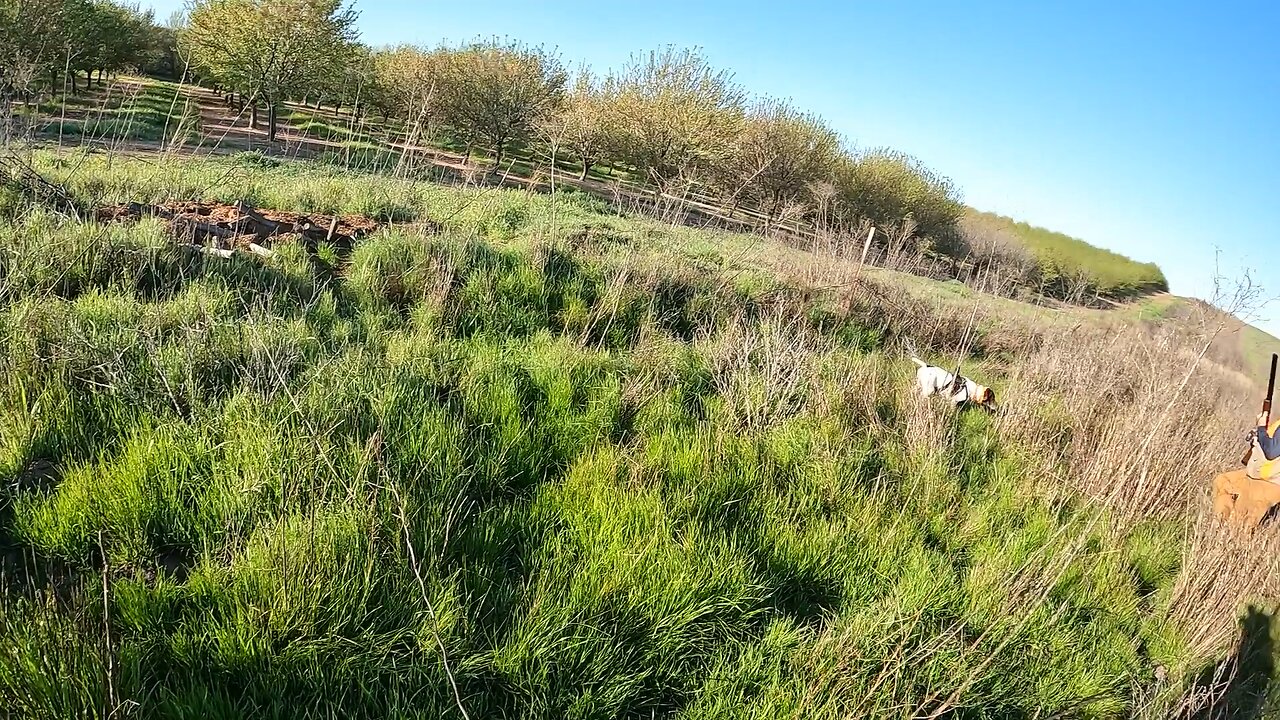 Stella knows that chukar was there!