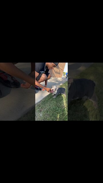 Exotic dogs only 🐶 #englishbulldog